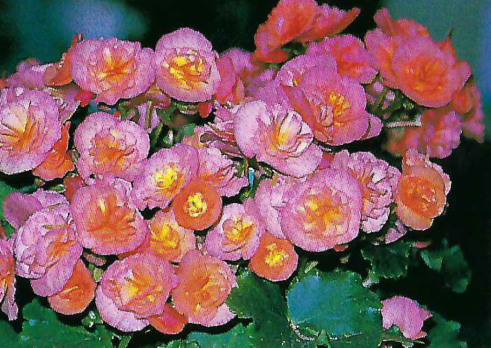 B. ‘Tango’
